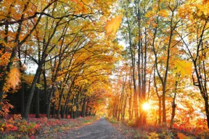 Autumn Amber - Premium Fragrance Oil