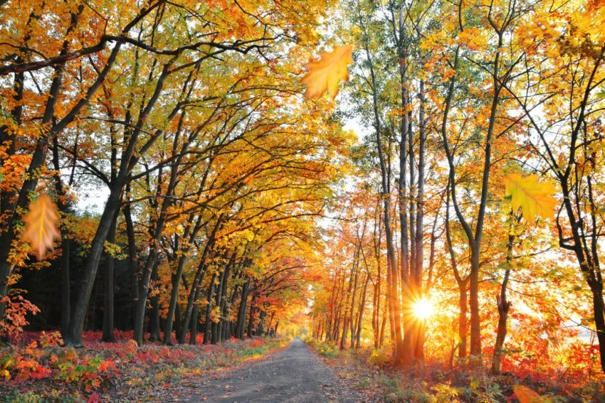 Autumn Amber - Premium Fragrance Oil
