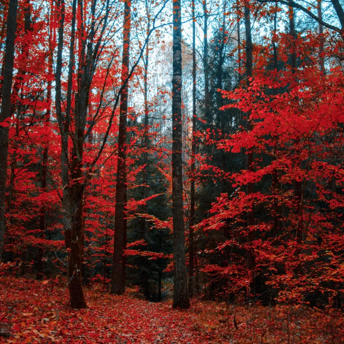 Autumn Trails - Premium Fragrance Oil