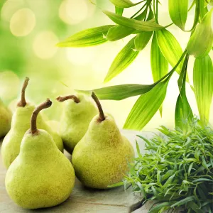 Bamboo Pear Tarragon *Discontinued* Premium Fragrance Oil