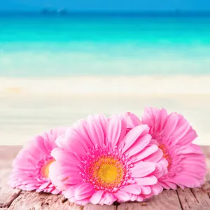 Beach Daisies *Discontinued*  Premium Fragrance Oil