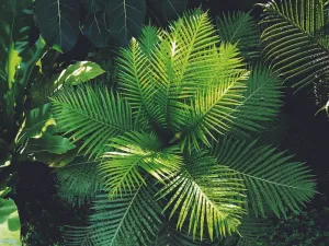 Bergamot & Wild Fern - Premium Fragrance Oil