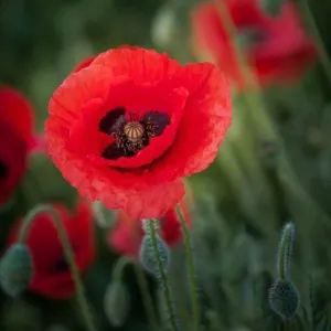 Black Opium - Premium Fragrance Oil