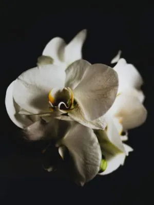 Black Orchid (Tom Ford Type) - Premium Fragrance Oil