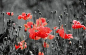 Black Poppies - Premium Fragrance Oil