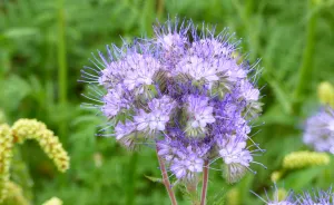 Blue Tansy & Willow - Premium Fragrance Oil