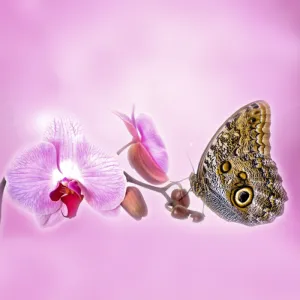 Butterfly Orchid *Discontinued* Premium Fragrance Oil