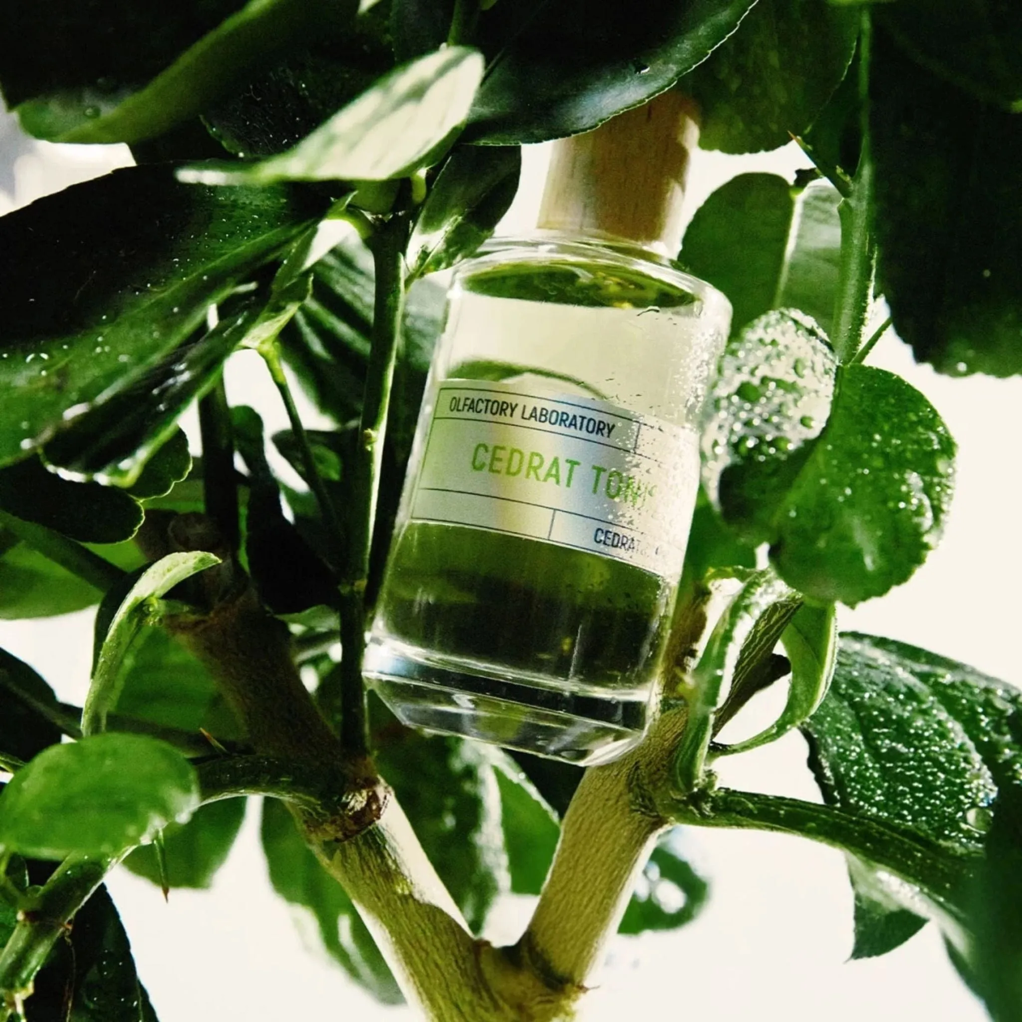 Cedrat Tonic