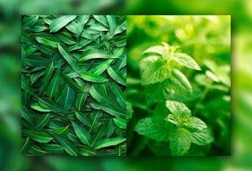 Eucalyptus & Spearmint (Reformulated 4/27/25*)- Premium Fragrance Oil