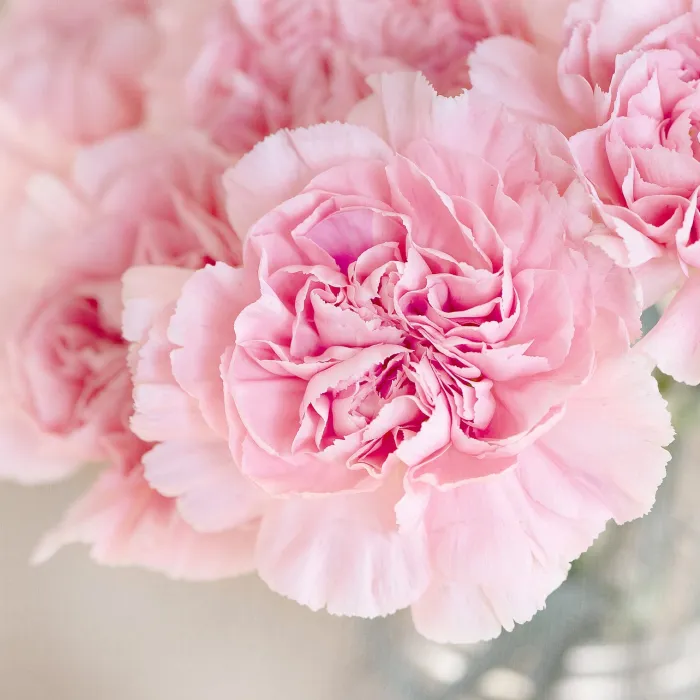 Flowerbomb type (Reformulated 4/25/27*) - Premium Fragrance Oil - Compare to Viktor & Rolf