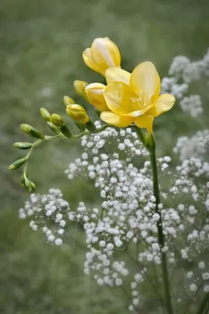 Freesia & Jasmine - Premium Fragrance Oil