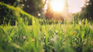 Fresh Cut Grass - Premium Fragrance Oil
