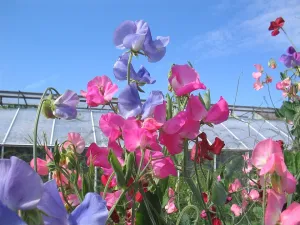 Garden Sweet Pea (type) Compare to Yankee Candle - Premium Fragrance Oil
