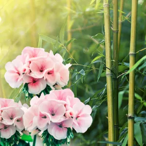 Geranium Bamboo type *Discontinued* Premium Fragrance Oil - Compare to Febreeze