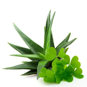 Green Clover & Aloe - Premium Fragrance Oil