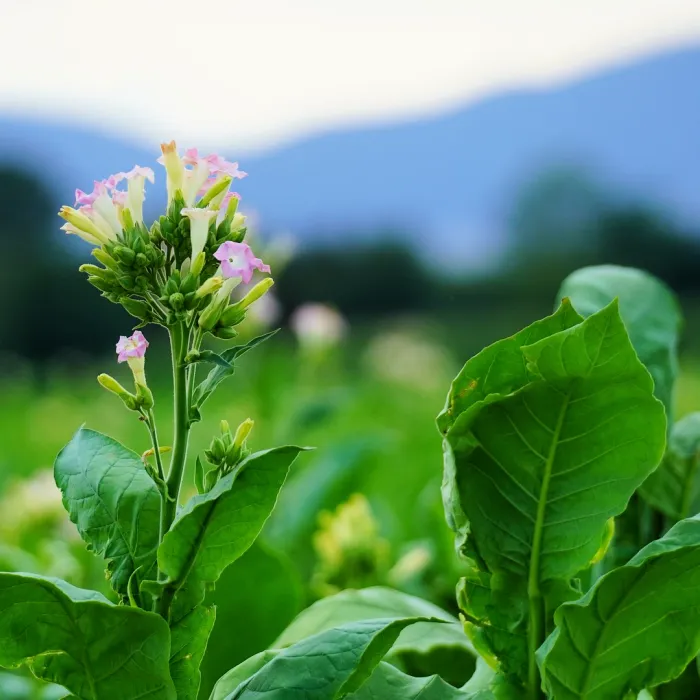 Green Tobacco - Premium Fragrance Oil
