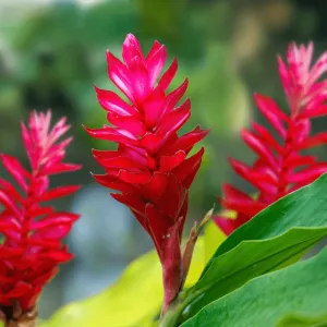 Hawaiian Ginger - Premium Fragrance Oil