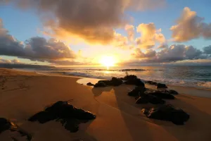 Hawaiian Sandalwood - Premium Fragrance Oil