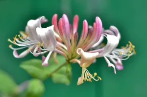 Honeysuckle Coconut - Premium Fragrance Oil