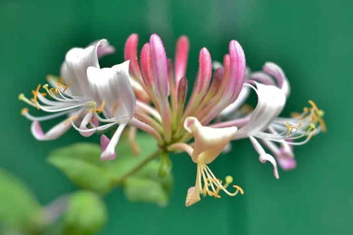 Honeysuckle Coconut - Premium Fragrance Oil