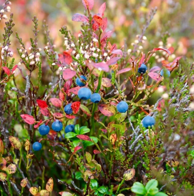 Huckleberry Sugar Blossom - Premium Fragrance Oil