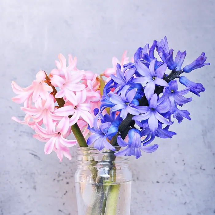 Hyacinth - Premium Fragrance Oil