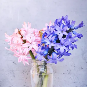 Hyacinth - Premium Fragrance Oil