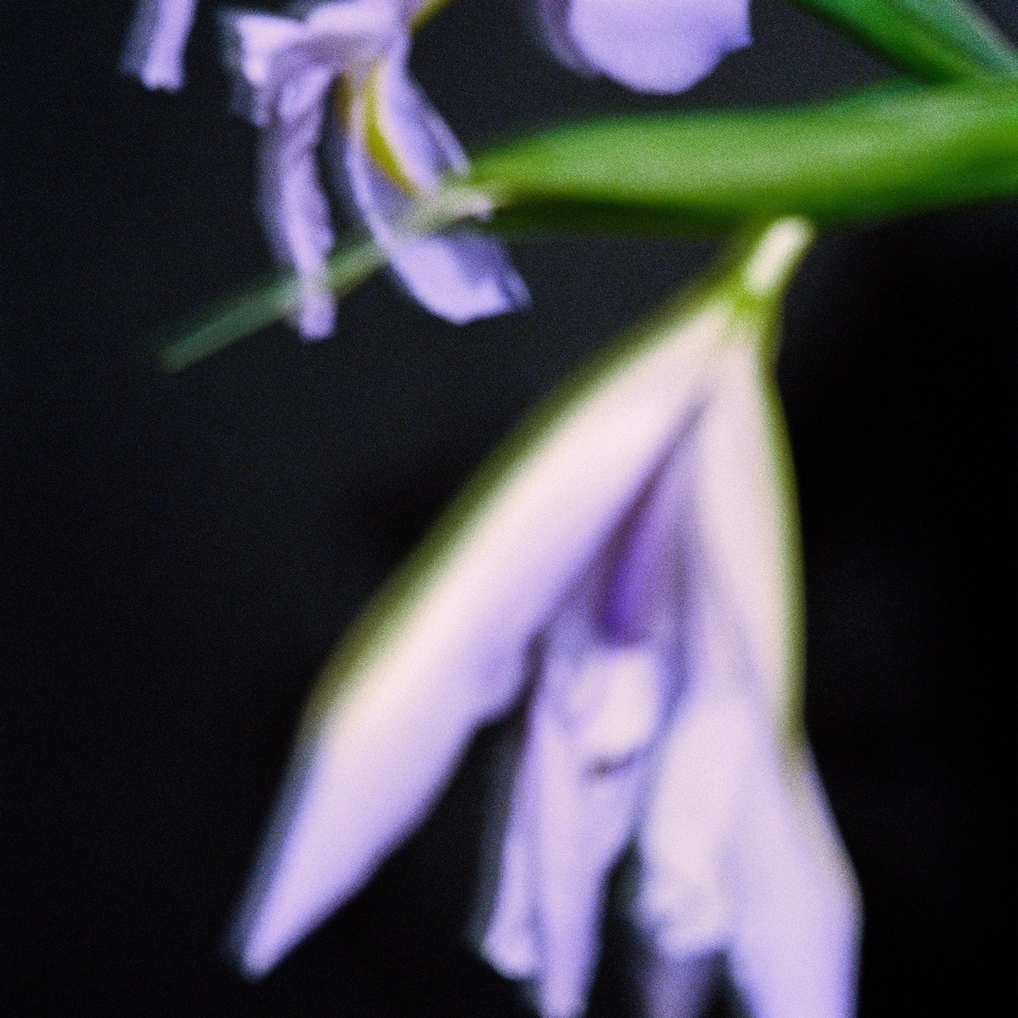 IRIS CONCRETE Eau de Perfume