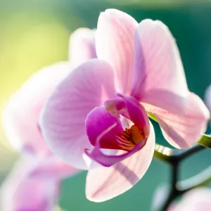 Kissed Orchid *Discontinued* Premium Fragrance Oil