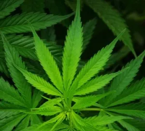 Marijuana - Premium Fragrance Oil