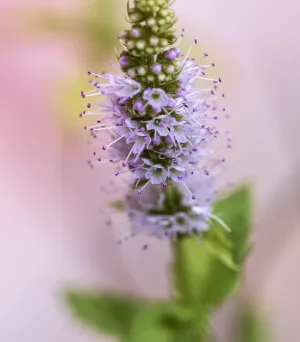 Mint Blossom (BBW Type) - Premium Fragrance Oil