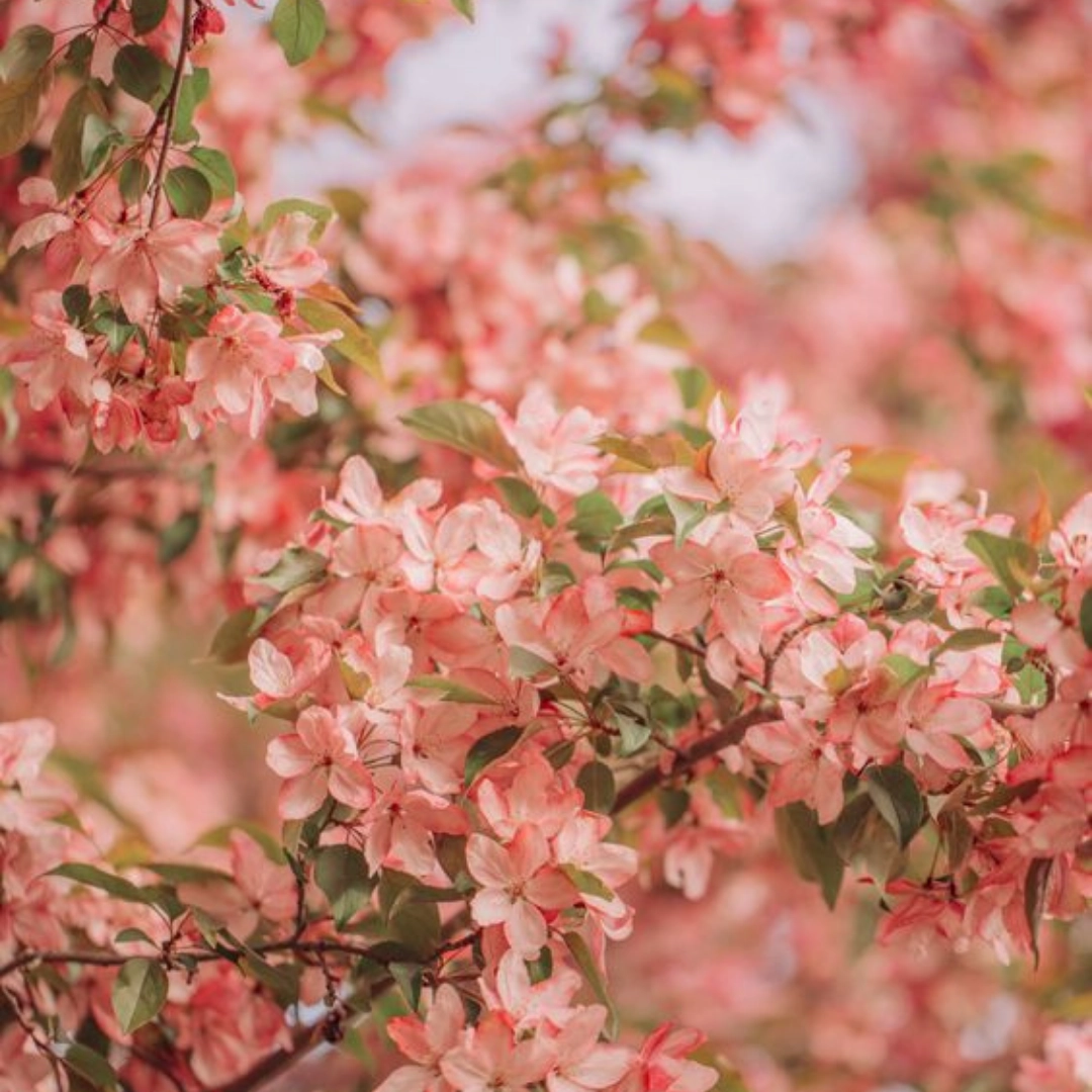 Nashi Blossom