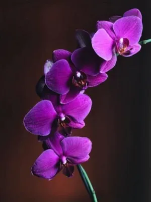 Orchid Musk - Premium Fragrance Oil