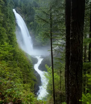 Pacific Woods - Premium Fragrance Oil