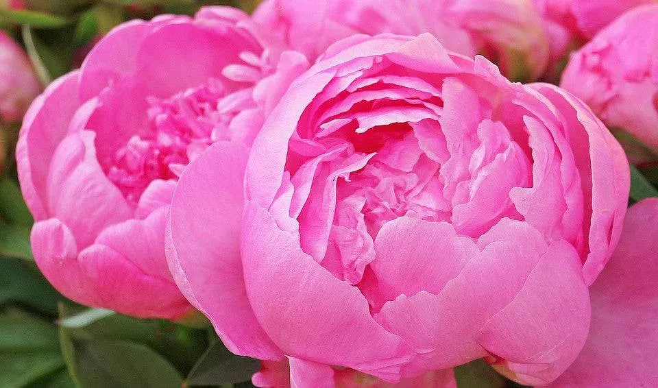 Peony Blossoms - Premium Fragrance Oil