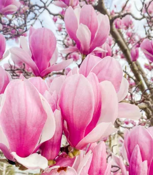 Pink Magnolia Blossom - Premium Fragrance Oil