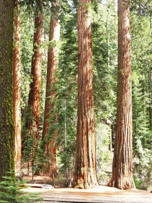 Redwood & Cedar - Premium Fragrance Oil