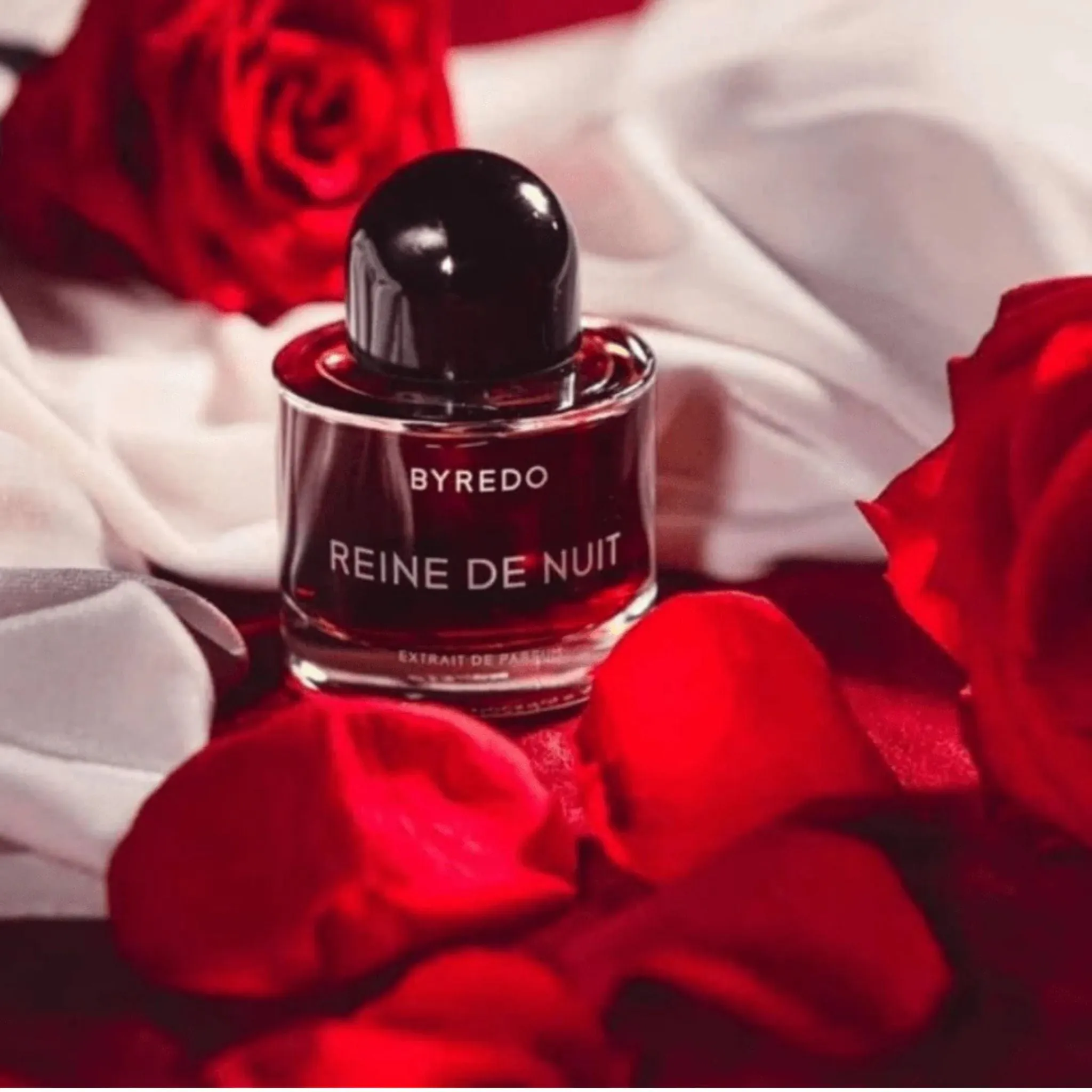 Reine de Nuit Night Veils