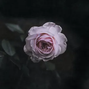 Rose Noir (Byredo type) - Premium Fragrance Oil