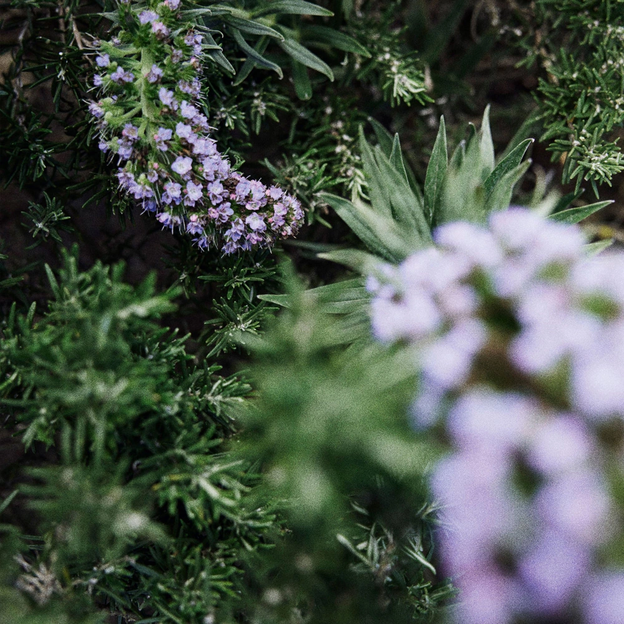 SIMPLE GARDEN Eau de Perfume