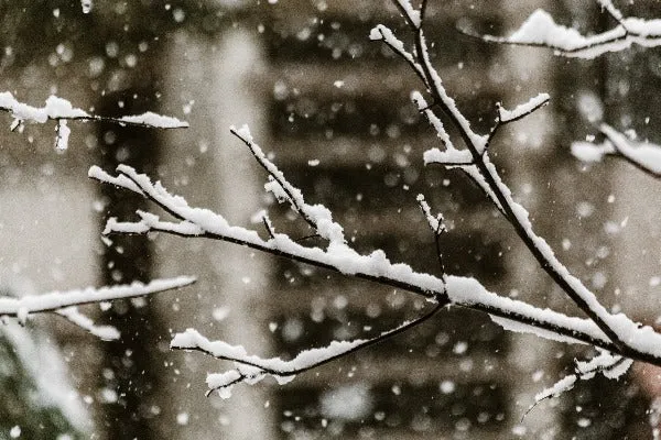 Snow Fall - Premium Fragrance Oil