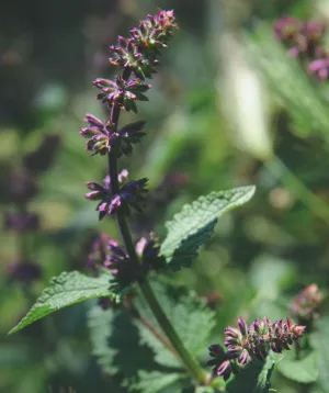 Spiced Patchouli - Premium Fragrance Oil