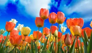 Spring Air - Premium Fragrance Oil