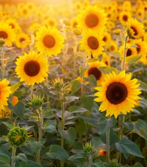 Sunflower (type) Compare to Yankee Candle - Premium Fragrance Oil