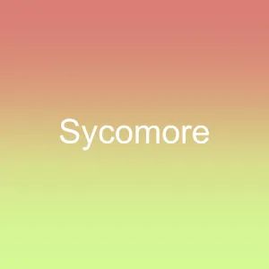Sycomore