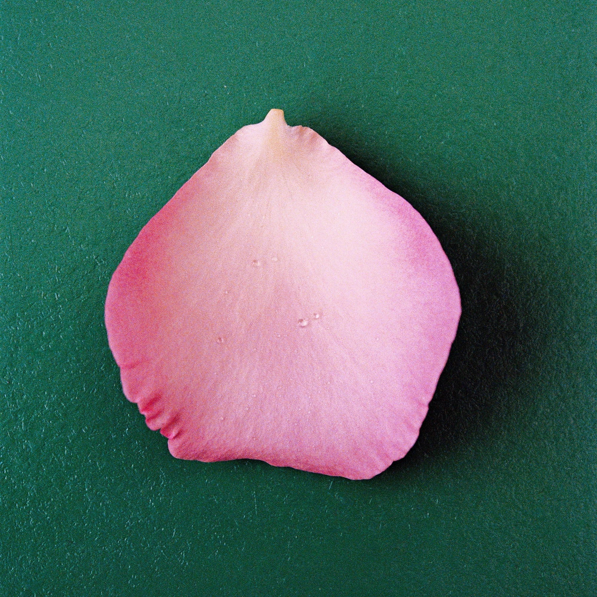 THE ROSE Eau de Perfume