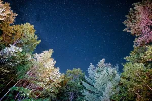 Twilight Woods (BBW type) - Premium Fragrance Oil