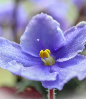 Violets & Dew Drops  *Discontinued* - Premium Fragrance Oil