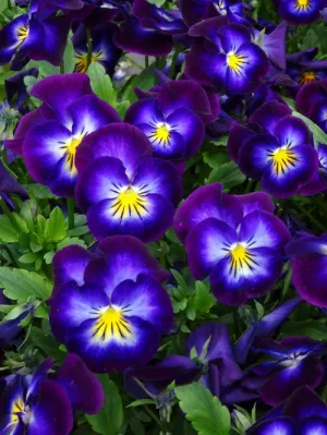 Violets & Violas *Discontinued* - Premium Fragrance Oil