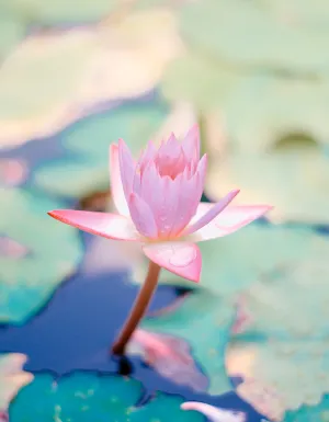 Waterlily & Cypress (Discontinued) - Premium Fragrance Oil